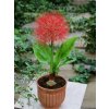 Scadoxus Haemanthus multiflorus 2 1 1