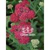 Achillea RED VELVET - řebříček