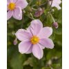 lorelei anemone 73220 1