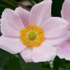 lorelei anemone 73220 2