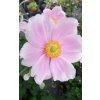 lorelei anemone 73220 3