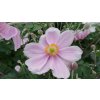 lorelei anemone 73220 4
