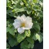 Anemone hybrida WHIRLWIND - sasanka, anemonka