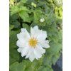 Anemone hybrida WHIRLWIND - sasanka, anemonka