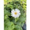 Anemone hybrida WHIRLWIND - sasanka, anemonka