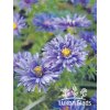 Aster dumosus BLUE LAGUNE - hvězdnice keříčkovitá, astra