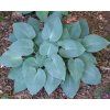 halcyon hosta 73899 1