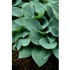 halcyon hosta 73899 2