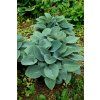 halcyon hosta 73899 3