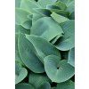 halcyon hosta 73899 4