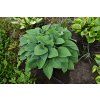 halcyon hosta 73899 5