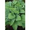 halcyon hosta 73899 6