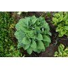 halcyon hosta 73899 7