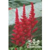 Astilbe chinensis FANAL - čechrava