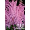 Astilbe japonica JUMP & JIVE - čechrava