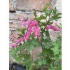 Dicentra spectabilis - srdcovka nádherná, srdíčko