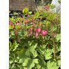 Dicentra spectabilis - srdcovka nádherná, srdíčko