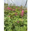 Dicentra spectabilis - srdcovka nádherná, srdíčko