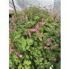 Dicentra spectabilis - srdcovka nádherná, srdíčko