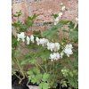 Dicentra spectabilis ALBA - srdcovka nádherná, srdíčko