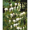 Dicentra spectabilis ALBA - srdcovka nádherná, srdíčko NAHRNKOVANÉ