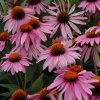 Echinacea Magnus (70002499)