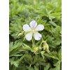 Geranium pratense SPLISH SLASH - kakost luční
