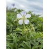 Geranium pratense SPLISH SLASH - kakost luční