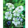Geranium pratense SPLISH SLASH - kakost luční