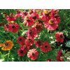 Helenium MERANTI - záplevák