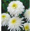 Leucanthemum FIONA GOGHILL - kopretina