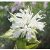 Monarda SCHNEEWITTCHEN - zavinutka