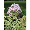 Phlox paniculata NORAH LEIGH - plamenka latnatá, flox