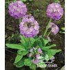 Primula denticulata LILAC - prvosenka zoubkatá, primulka