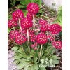 Primula denticulata RUBIN - prvosenka zoubkatá, primulka