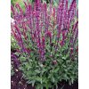 Salvia nemorosa CARADONNA - šalvěj
