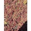 Sempervivum BETA - netřesk