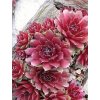 Sempervivum BETA - netřesk