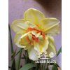Narcis DOUBLE FASHION - narcissus