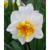 Narcis FLOWER DRIFT