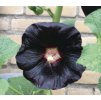Alcea nigra