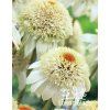 Echinacea purpurea MILSHAKE - třapatka nachová