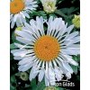 Leucanthemum superbum LACROSE - kopretina