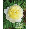 Paeonia PRIMEVÉRE - pivoňka
