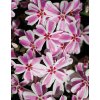 Phlox subulata KIMONO PINK WHITE - plamenka šídlovitá, flox