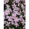 Phlox subulata Kimono Pink White 16503 C 1 (1)