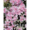 Phlox subulata KIMONO PINK WHITE - plamenka šídlovitá, flox