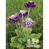 Primula capitata NOVERNA DEEP BLUE - prvosenka hlavatá, primulka