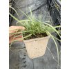 Pennisetum villosum FLUFFY - dochan, vousatec chlupatý