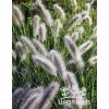 Pennisetum villosum FLUFFY - dochan, vousatec chlupatý